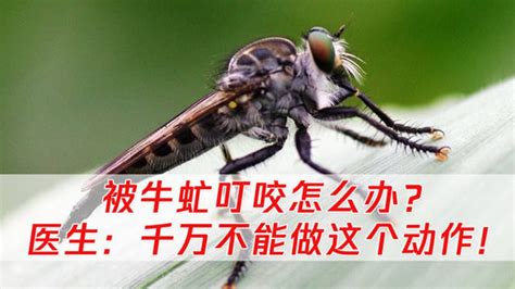 牛虻叮咬|[科普中国]